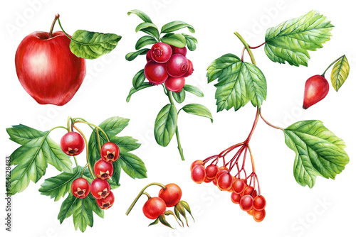 Fotografie Watercolor botanical set berries