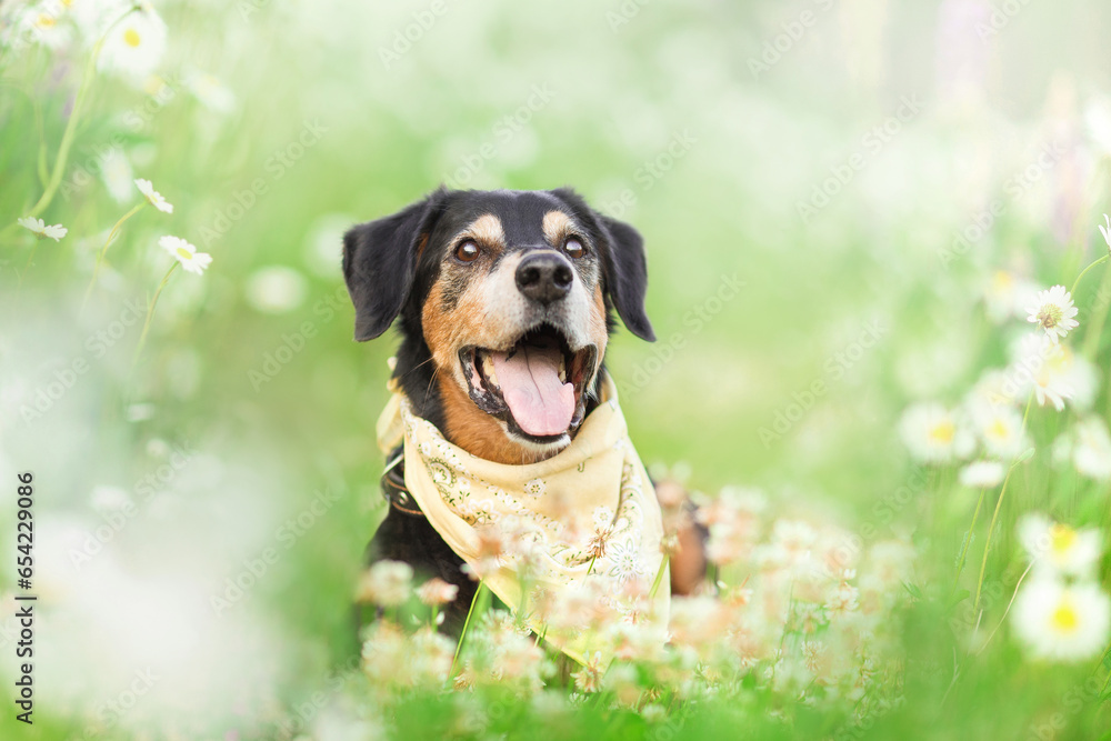 small black dog portrait in nature with chamomile