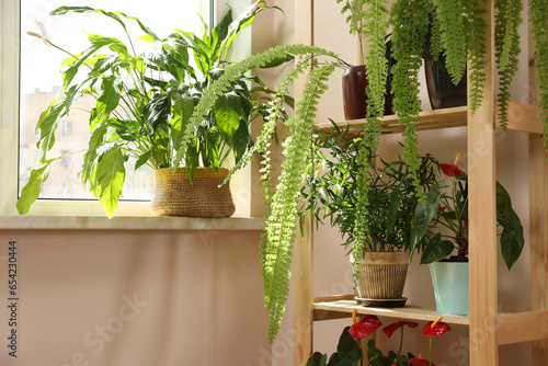 Beautiful houseplants in pots near window indoors. House decor