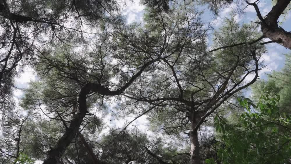 walking path looking at the pine-filled sky walking path looking at the pine-filled sky