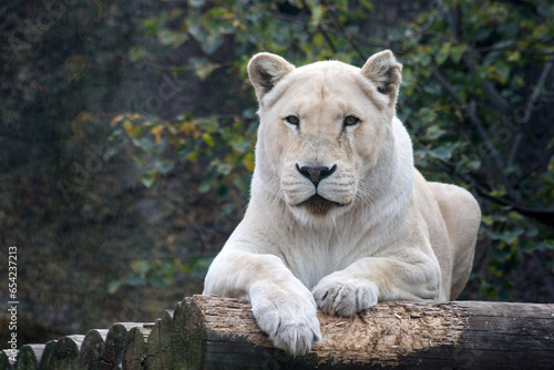 Portrait of a white lioness in a zoo lying on dark logs with claw marks.