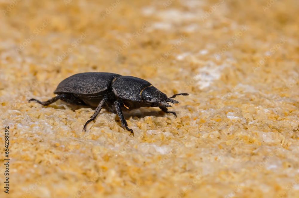 Black Dorcus parallelipipedus macro photography. Black Dorcus parallelipipedus macro photography.