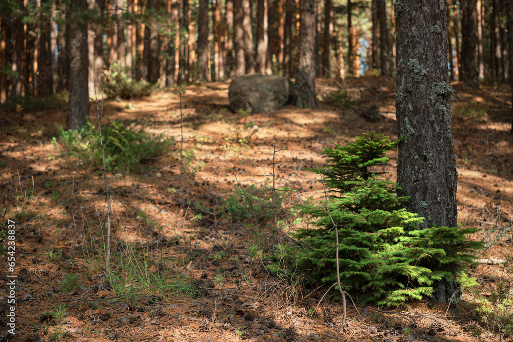 Sunny day in a pine forest, forest baths, restoration of health and strength on the weekend Sunny day in a pine forest, forest baths, restoration of health and strength on the weekend