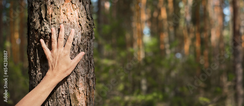 woman's palm on a pine trunk, close-up idea for a banner about restoring health, forest baths