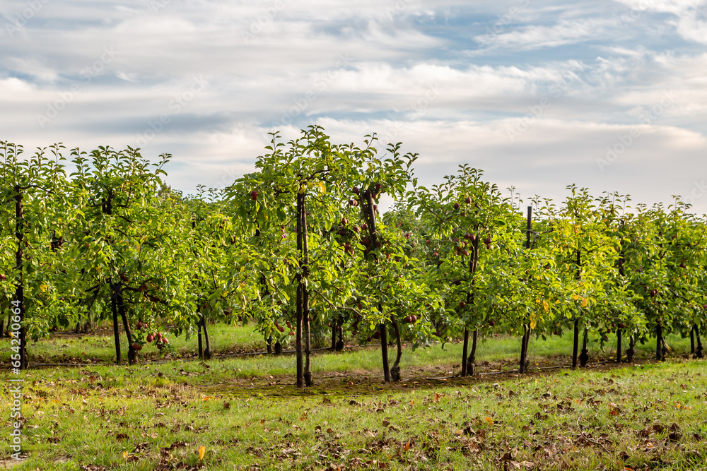 An apple orchard in the Kent countryside