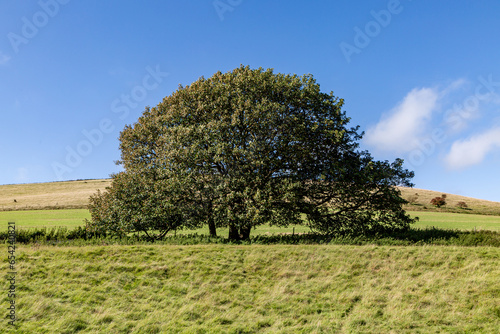 An oak tree in the South Downs with a blue sky overhead