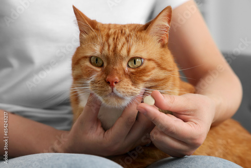 Woman giving vitamin pill to cute cat indoors, closeup