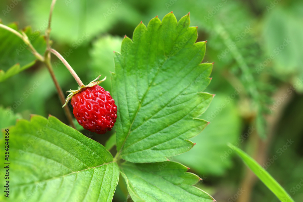 One small wild strawberry growing outdoors. Space for text One small wild strawberry growing outdoors. Space for text
