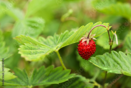 Ripe wild strawberry growing outdoors, space for text. Seasonal berries