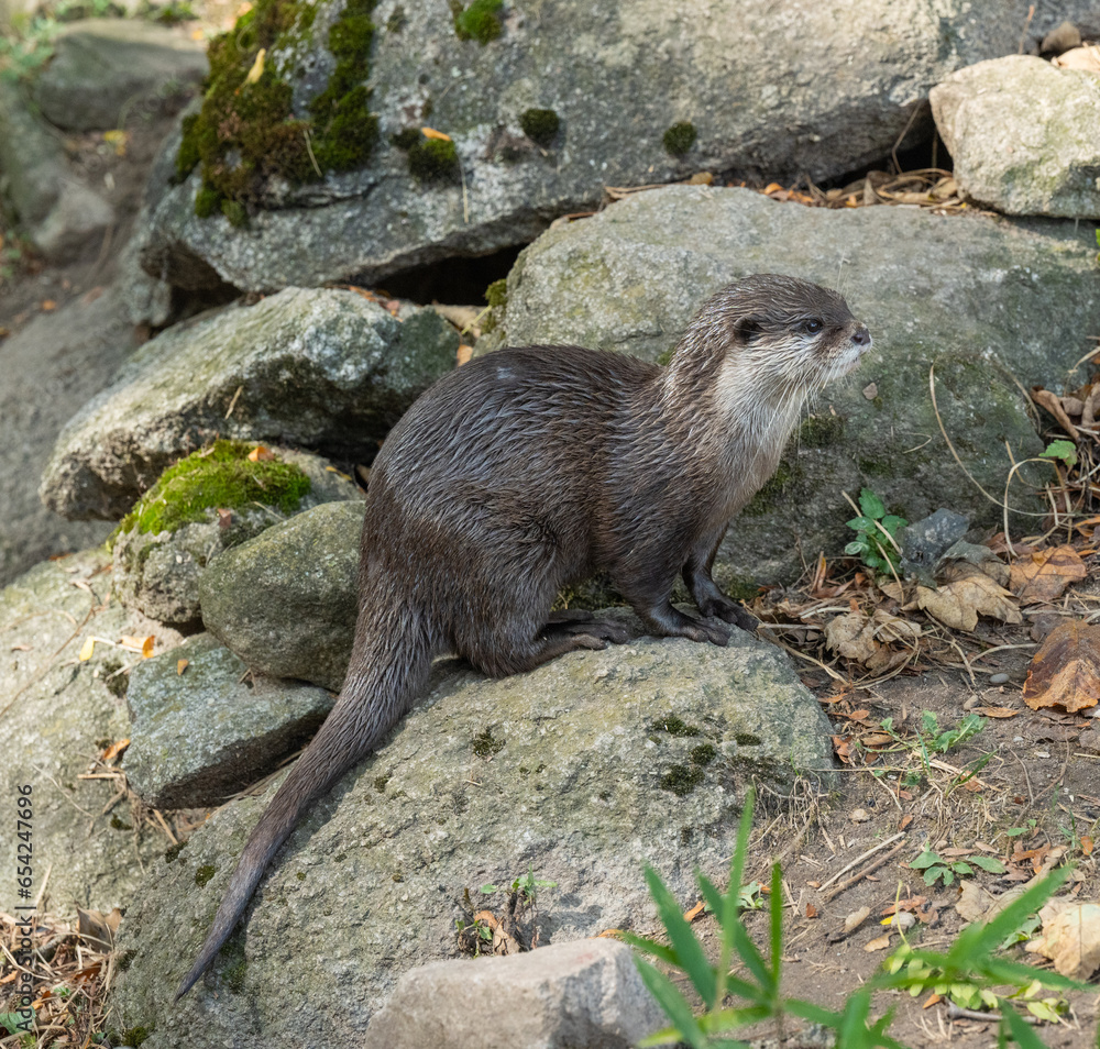 Close up of Asian small-clawed otter (Aonyx cinerea) are lively and playful. Close up of Asian small-clawed otter (Aonyx cinerea) are lively and playful.