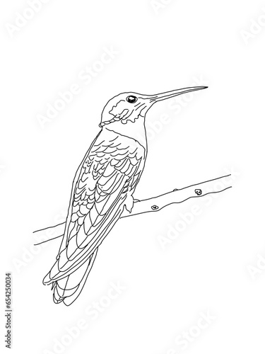 hummingbird on a branch