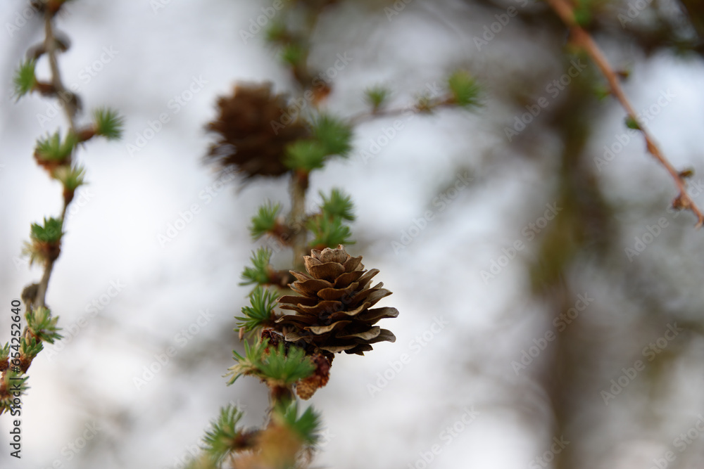 pine cones with white sky pine cones with white sky