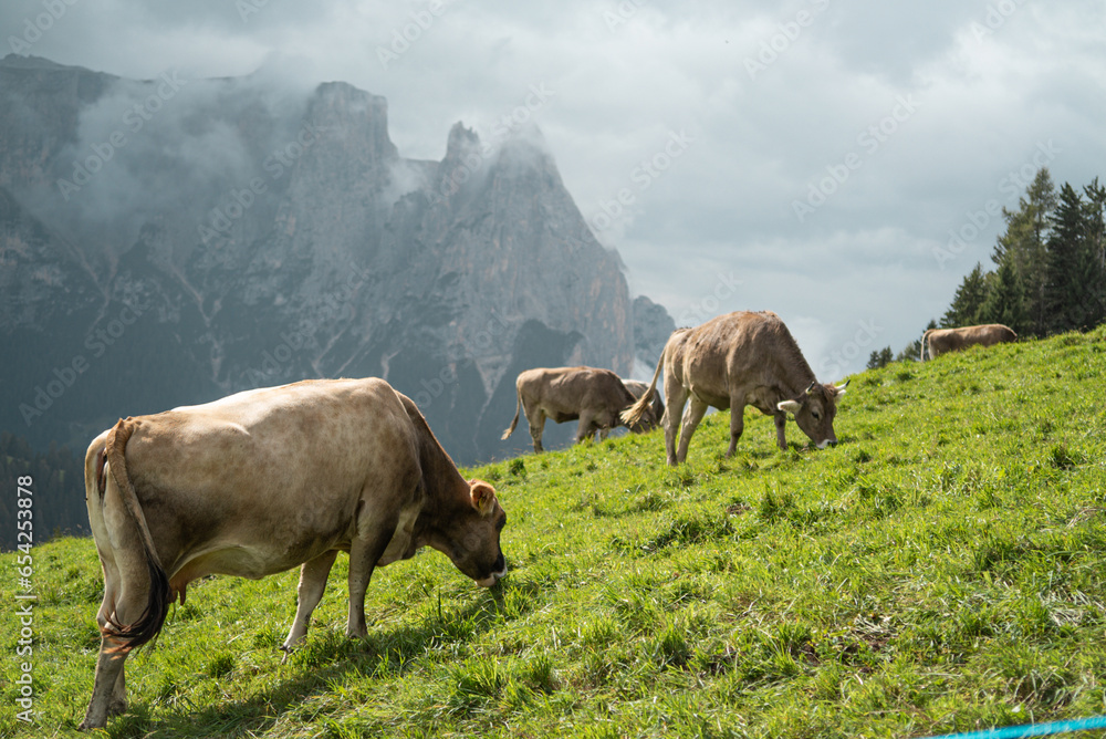 a group of brown cows in the field, eating the green grass in the middle of mountains in Dolomites, cloudy weather 
