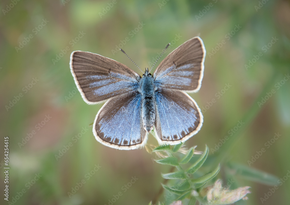 Fototapeta premium butterfly on a flower