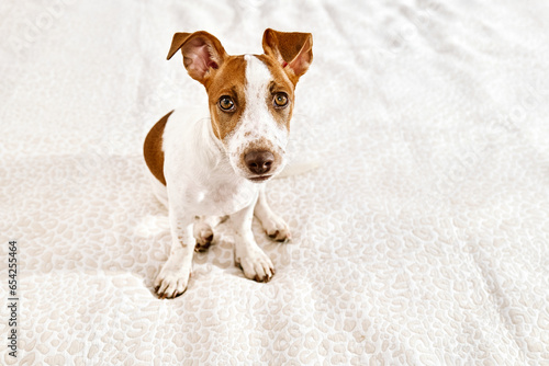 Portrait of cute jack russell terrier puppy playing on owner's bed in bedroom. Funny small white and brown dog having fun at home. © Caterina Trimarchi