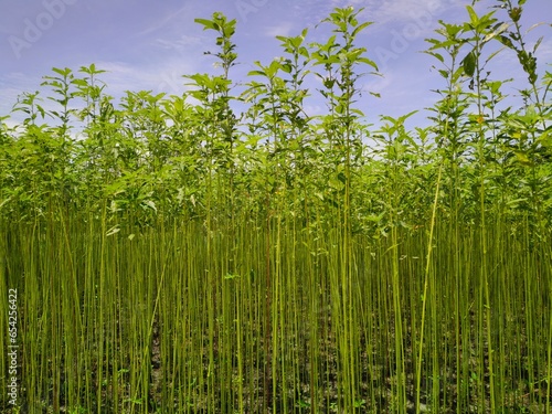 Tall jute plants in a field in Assam, India. Known as the golden fiber, jute is a versatile, eco-friendly material used in textiles and various products, showcasing India's rich agricultural heritage.