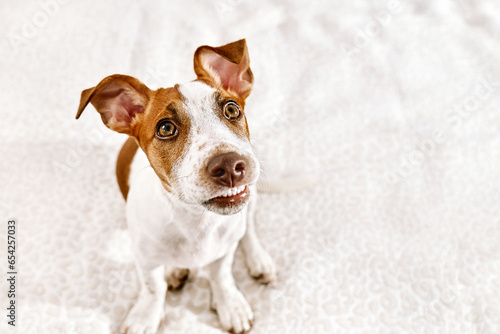 Portrait of cute jack russell terrier puppy playing on owner's bed in bedroom. Funny small white and brown dog having fun at home. © Caterina Trimarchi