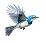 Cute bird flying up isolated on transparent background