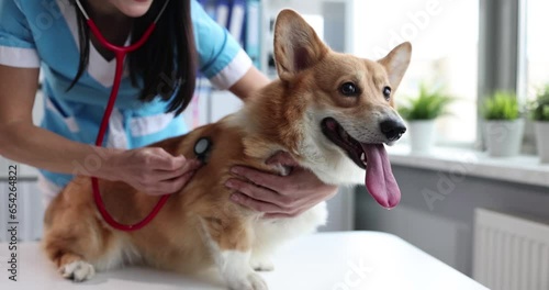 Female veterinarian listens to dog stethoscope in veterinary clinic. Heart murmur in dog concept