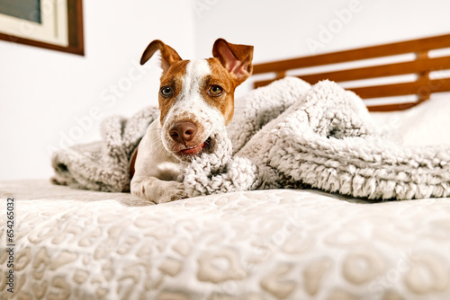 Cute jack russell terrier puppy playing on owner's bed in bedroom, biting gray blanket. Funny small white and brown dog having fun at home. Dog education.