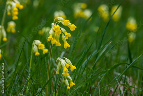 Canvas Print Yellow Primula veris cowslip, common cowslip, cowslip primrose on soft green background