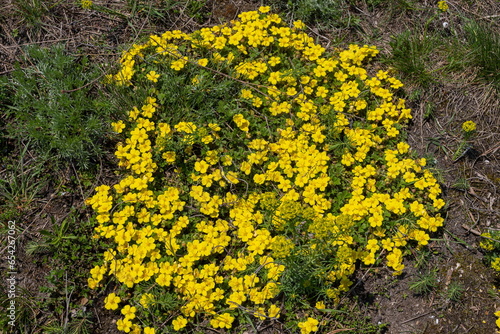 Potentilla neumanniana is a shrub with yellow flowers