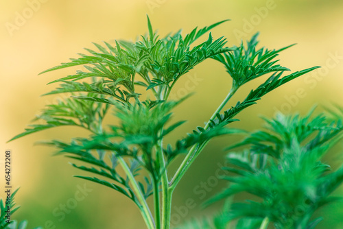 Ambrosia bushes. Ambrosia artemisiifolia causes allergies in summer and autumn. dangerous weed. Its pollen causes severe mouth  flowering Ragweed space for text beautiful yellow green  background. photo