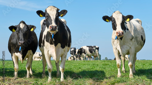 A group of black and white Frisian Holstein cows in a sunny pasture under a blue sky looking curiously into the camera 