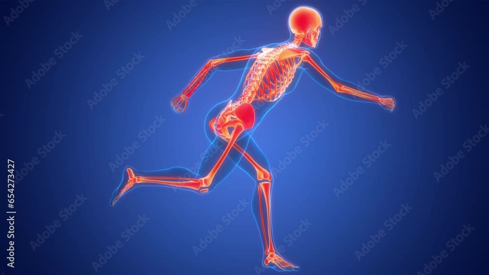 Human Skeleton System Bone Joints Anatomy Animation Concept Stock ビデオ ...