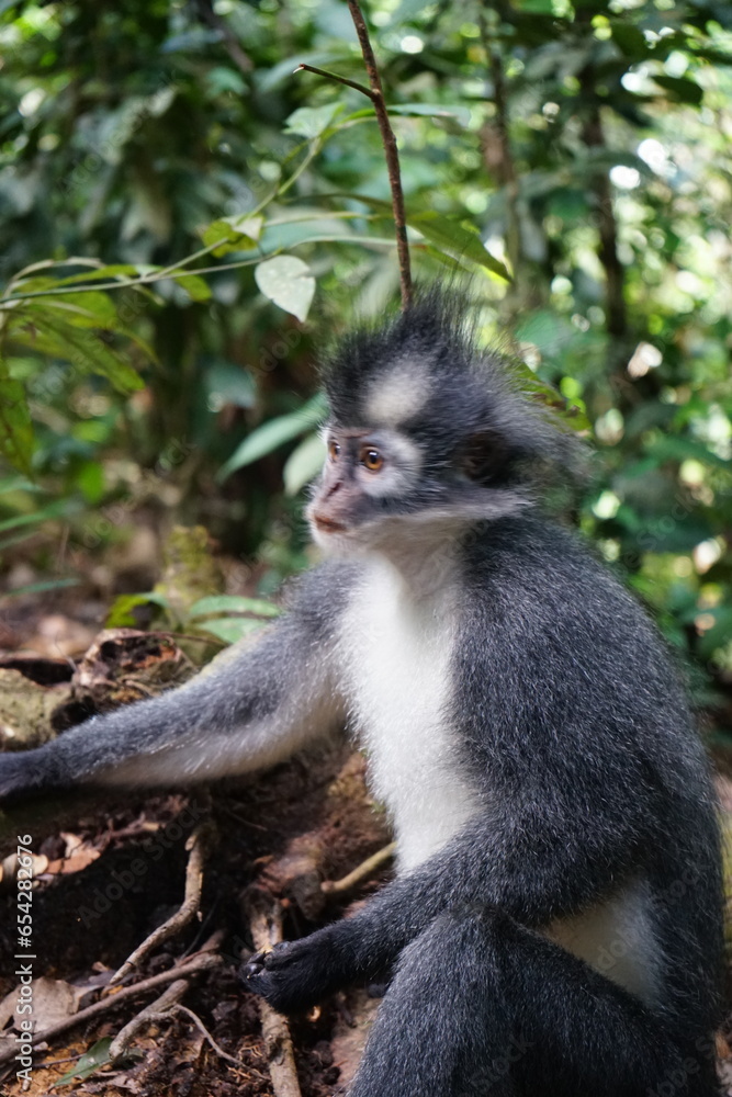 portrait of a thomas monkey, bukit lawang, sumatra, indonesia rainforest portrait of a thomas monkey, bukit lawang, sumatra, indonesia rainforest