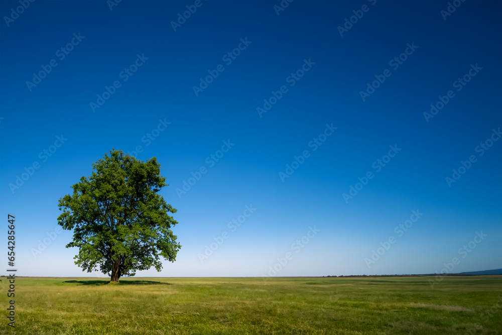 青い空と緑の芝生と大きな木だけがシンプルに見える光景