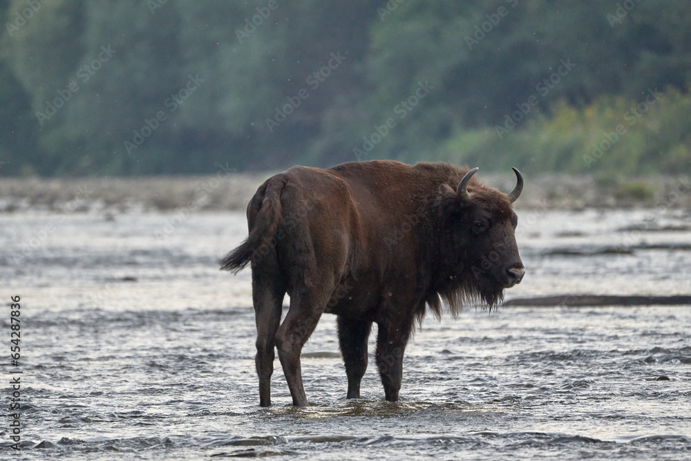 Beautiful young male European bison twists his head looking back perched in the middle of the river in the forests of the Carpathian Mountains in Poland, Europe Beautiful young male European bison twists his head looking back perched in the middle of the river in the forests of the Carpathian Mountains in Poland, Europe
