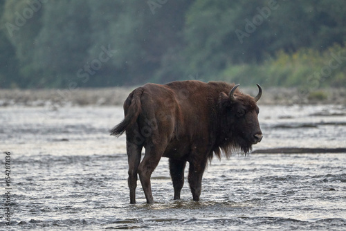 Beautiful young male European bison twists his head looking back perched in the middle of the river in the forests of the Carpathian Mountains in Poland, Europe