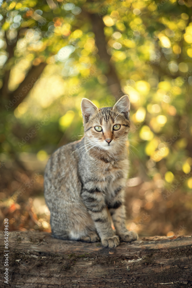 Photo of a striped kitten in the autumn garden.