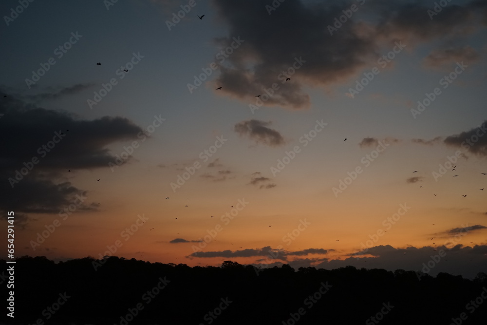 migration of flying foxes in the evening sky around komodo national park flores indonesia, bat migration, silhouettes