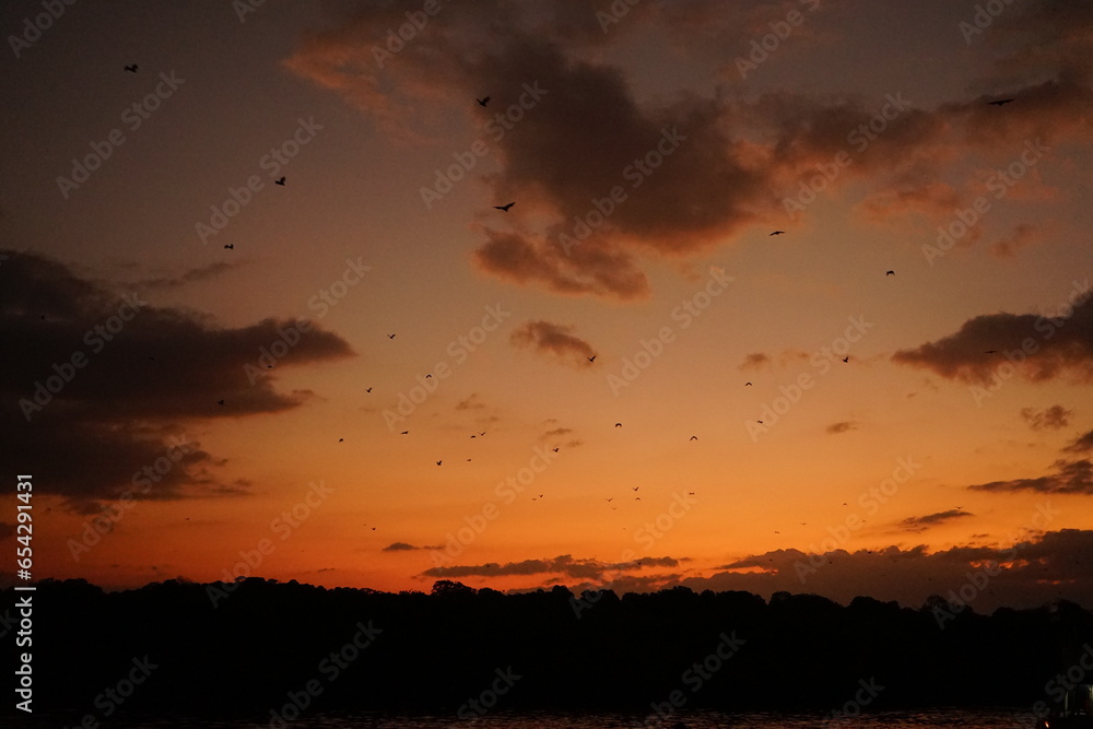 sunset over water with flying foxes crossing from one mangrove to another