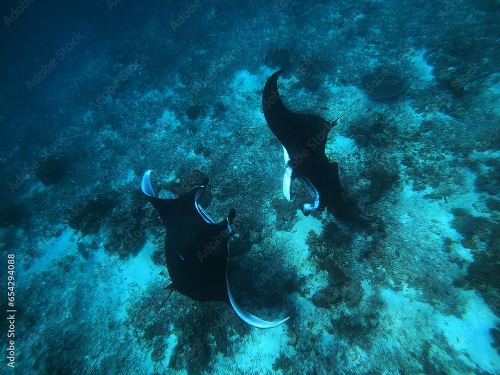 two oceanic manta rays circling each other and eating planktion - obrazy, fototapety, plakaty 