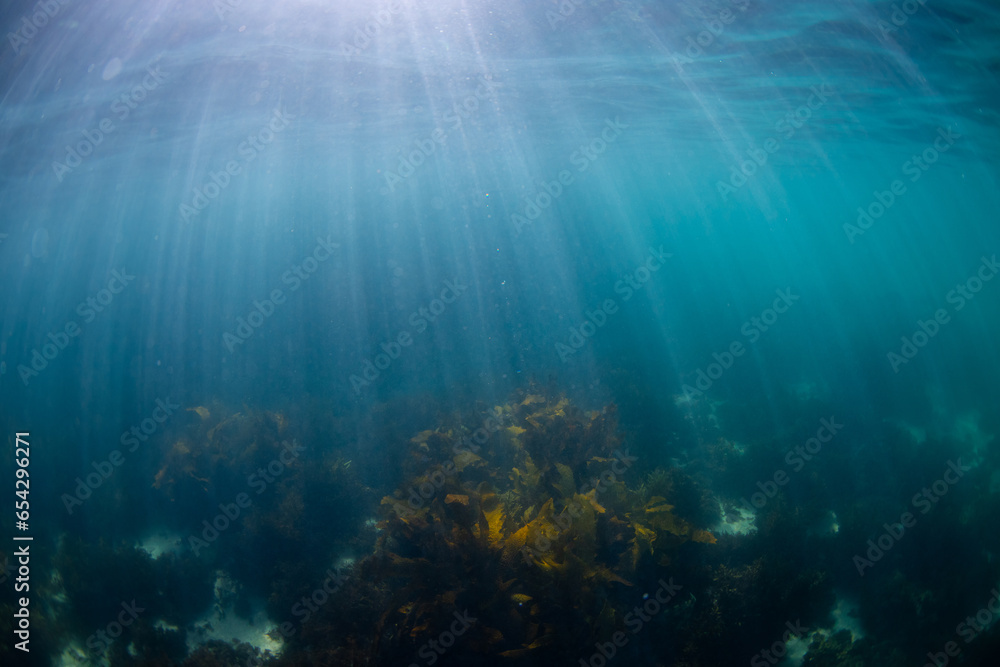 Obraz premium Kelp seaweed underwater with ray of light.