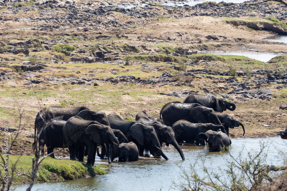 A small herd of elephant drinking in Kruger National Park A small herd of elephant drinking in Kruger National Park
