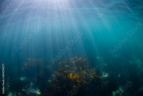 Kelp seaweed underwater with ray of light. © AlexandraDaryl