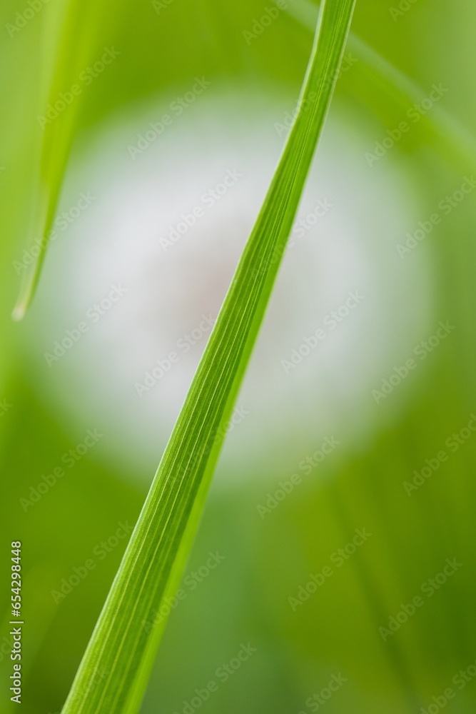 A macro portrait of a green blade of grass crossing the frame which was standing in a garden with behind it a blurry white dandelion blowball flower, which looks like a big white bokeh ball. A macro portrait of a green blade of grass crossing the frame which was standing in a garden with behind it a blurry white dandelion blowball flower, which looks like a big white bokeh ball.