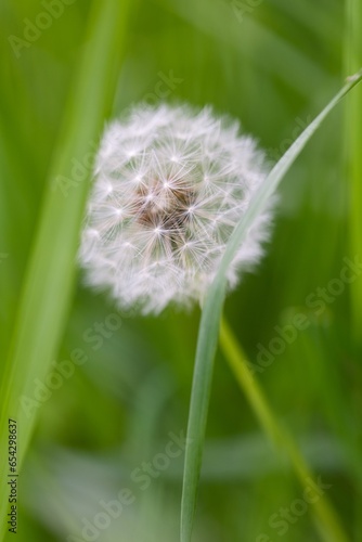 A portrait of a white fluffy, soft and fuzy dandelion flower standing in the grass of a garden with a green blurry background. the white blowball still has all of it's seeds tot spread. photo