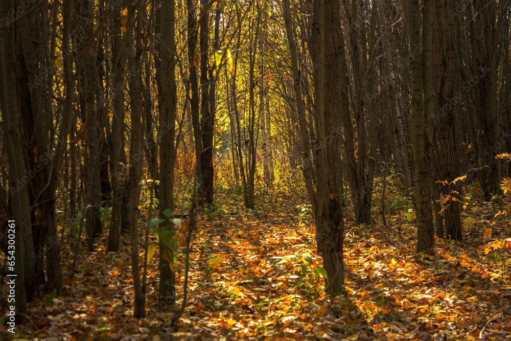 autumn forest with yellow leaves and sun rays, beautiful photo digital picture
