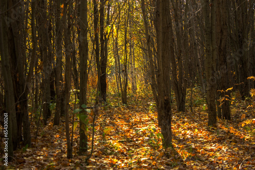 autumn forest with yellow leaves and sun rays, beautiful photo digital picture © алексей мордяшов