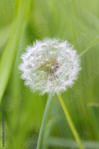 A close up portrait of a white fluffy, soft and fuzy dandelion flower standing in the grass of a garden with a green blurry background. the white blowball still has all of it's seeds tot spread. photo