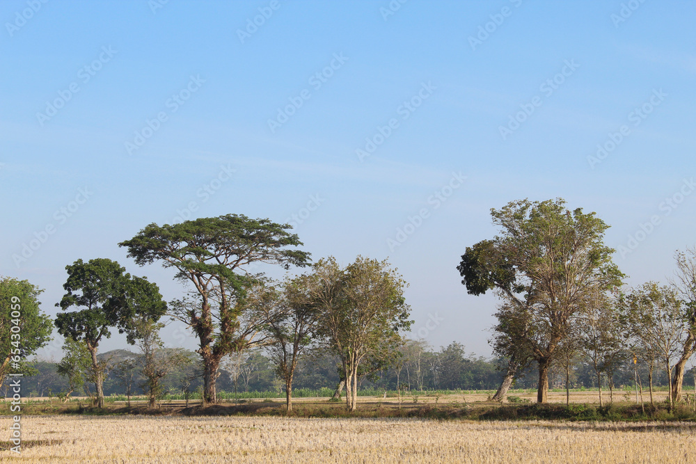 Countryside view, with dry rice fields and green trees, on summer season Countryside view, with dry rice fields and green trees, on summer season