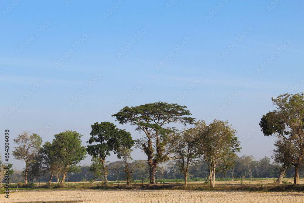 Obraz premium Countryside view, with dry rice fields and green trees, on summer season