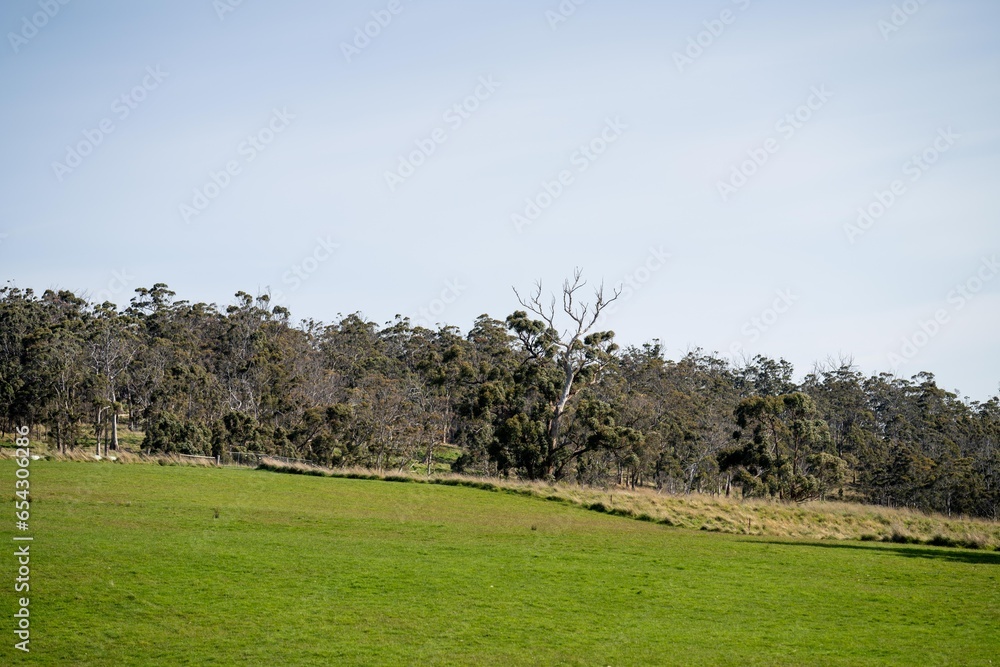pasture and grasses on a regenerative farm. native plants storing carbon pasture and grasses on a regenerative farm. native plants storing carbon