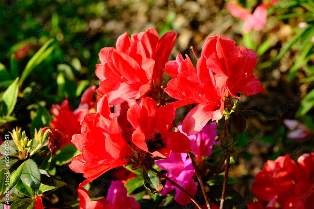 red flowers in the garden close up in morning sunrise in Buenos Aires, Argentina 