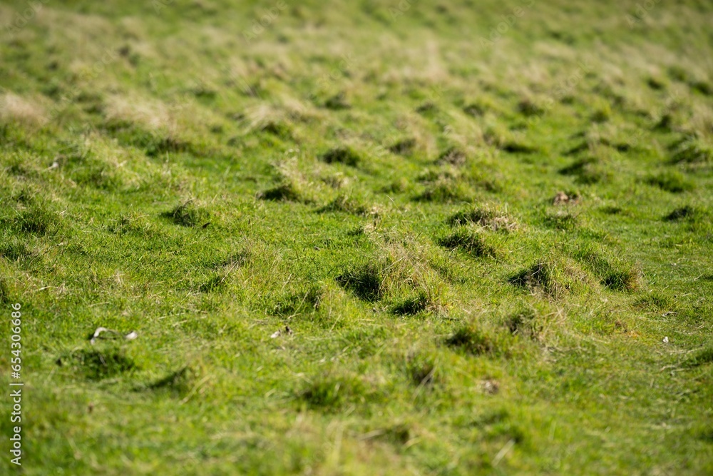 Lush green grass growing in a field on a regenerative agricultural farm in spring. Livestock pasture in a meadow Lush green grass growing in a field on a regenerative agricultural farm in spring. Livestock pasture in a meadow